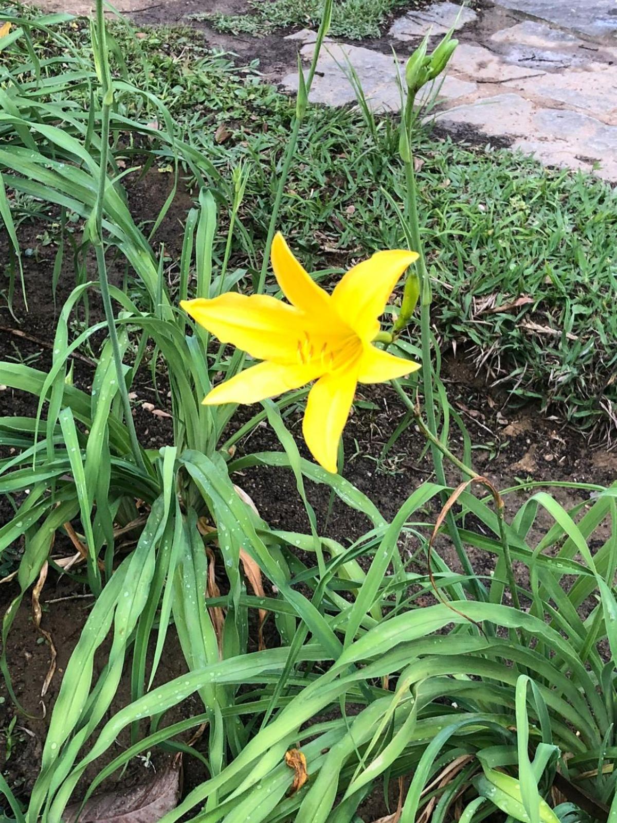 Casa Acucena No Sitio Gaia Magia Miguel Pereira Rj Otel Dış mekan fotoğraf